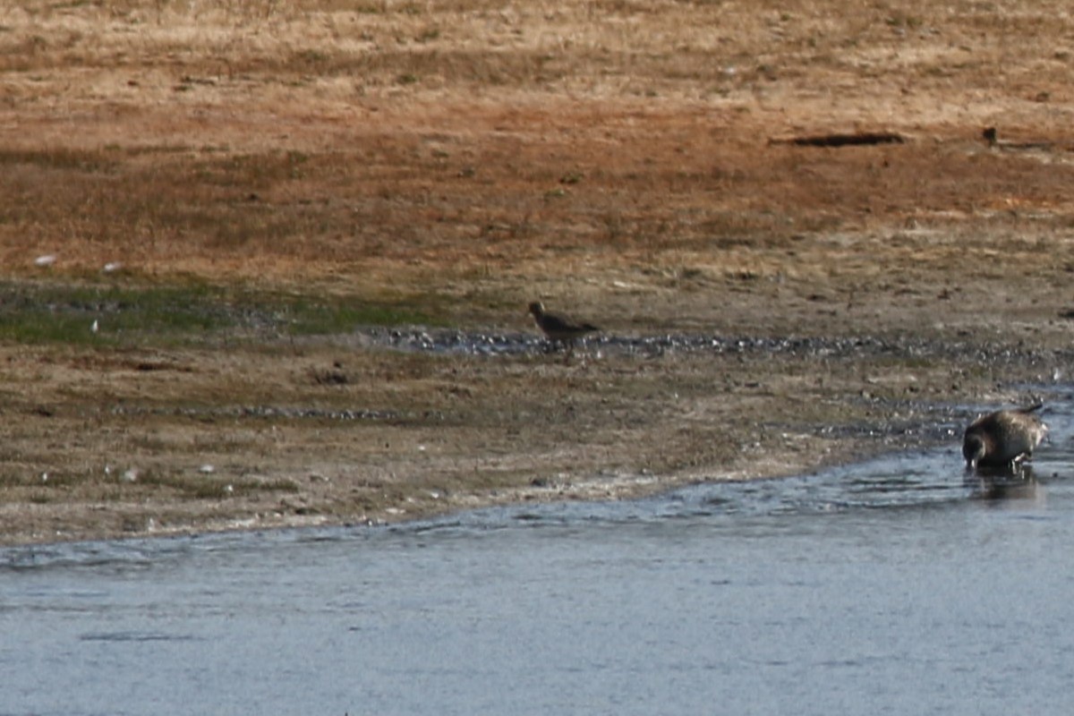 Buff-breasted Sandpiper - ML652410465