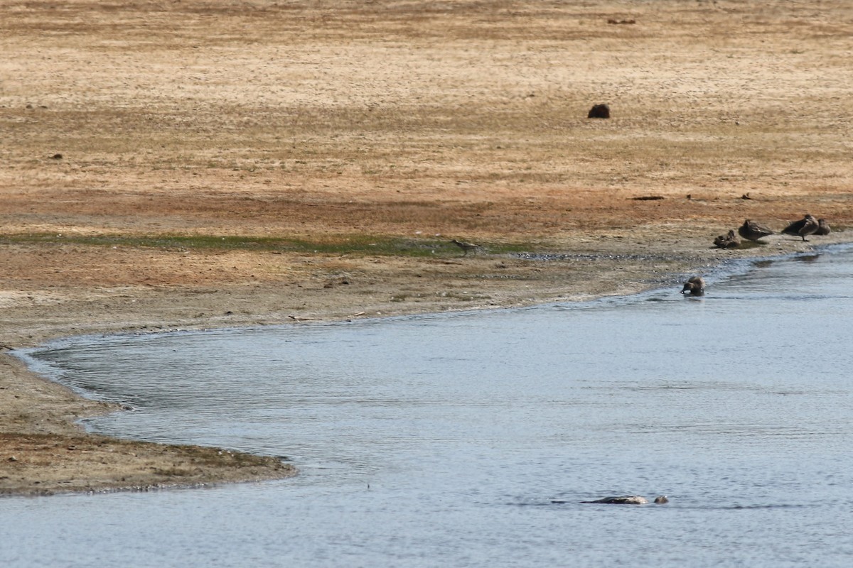 Buff-breasted Sandpiper - ML652410466