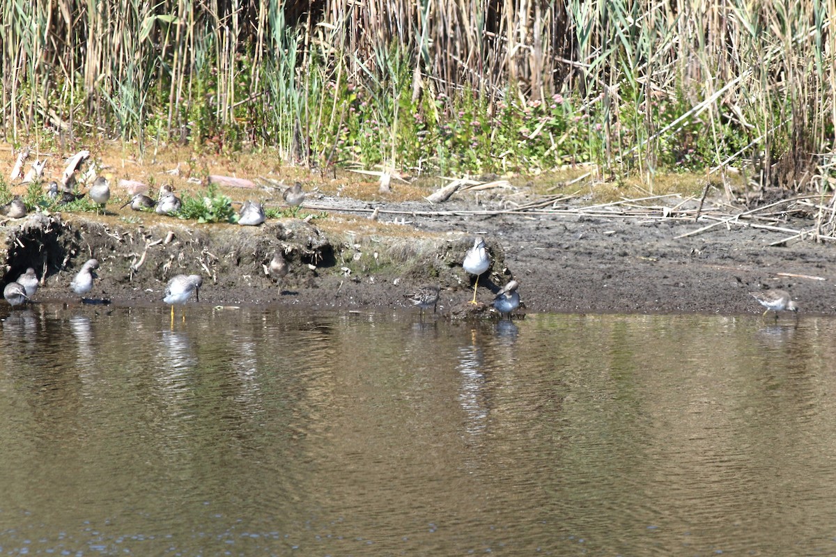 Greater Yellowlegs - ML652410486