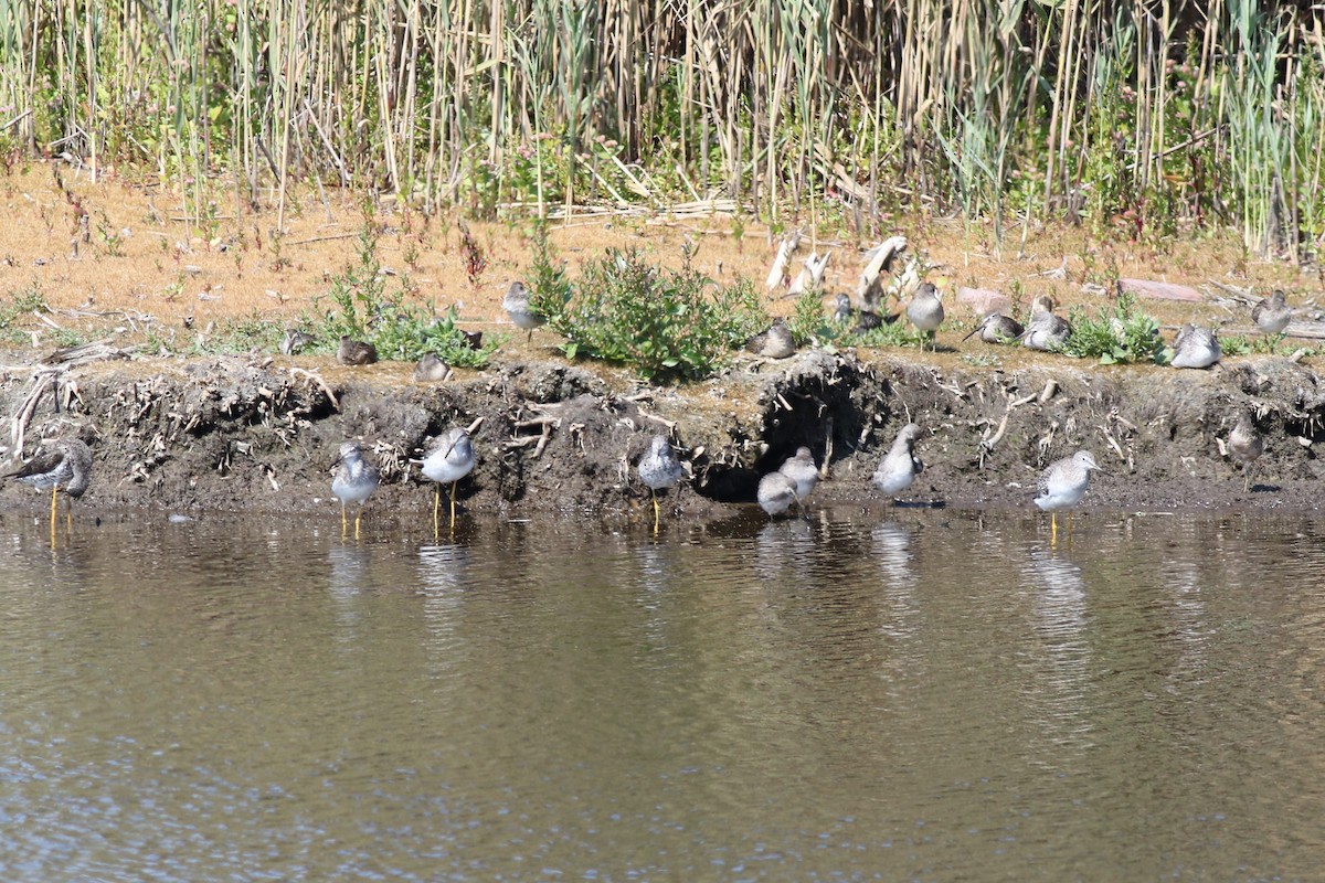 Greater Yellowlegs - ML652410501