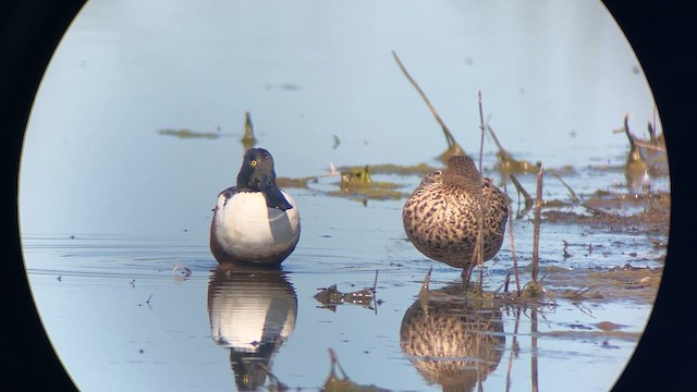 lžičák pestrý - ML652410632