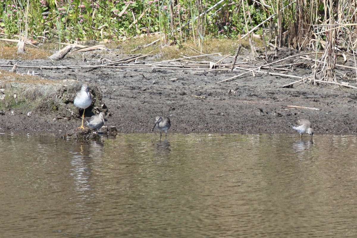 Long-billed Dowitcher - ML652410639