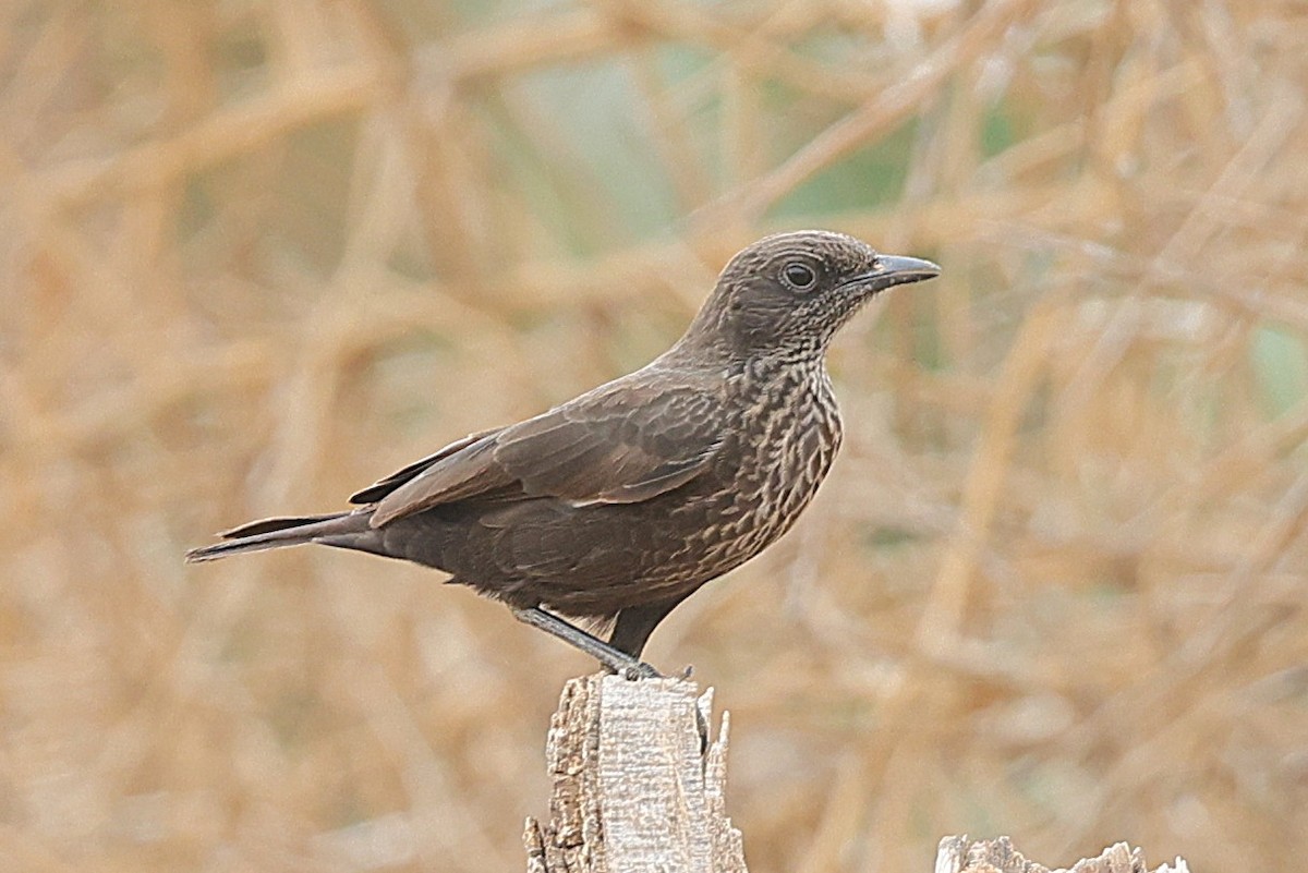 Northern Anteater-Chat - ML652410942