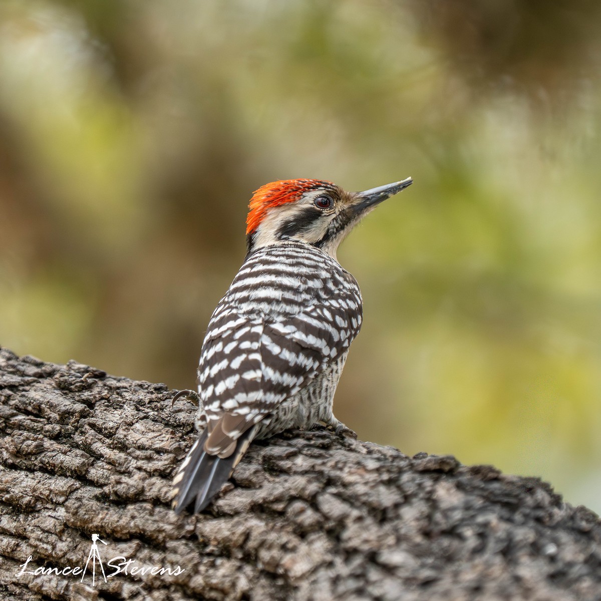 strakapoud proužkohřbetý - ML652410989