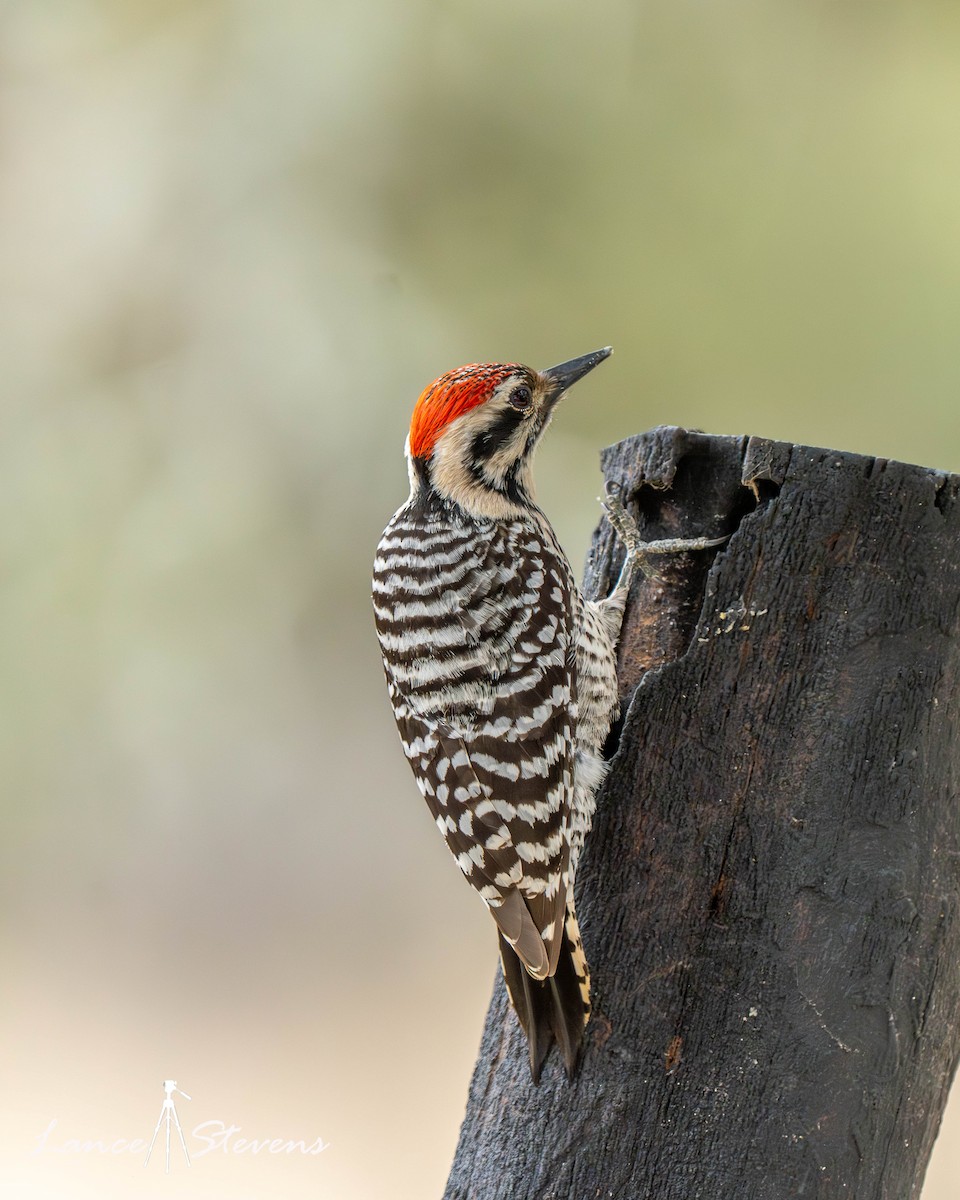 strakapoud proužkohřbetý - ML652410991