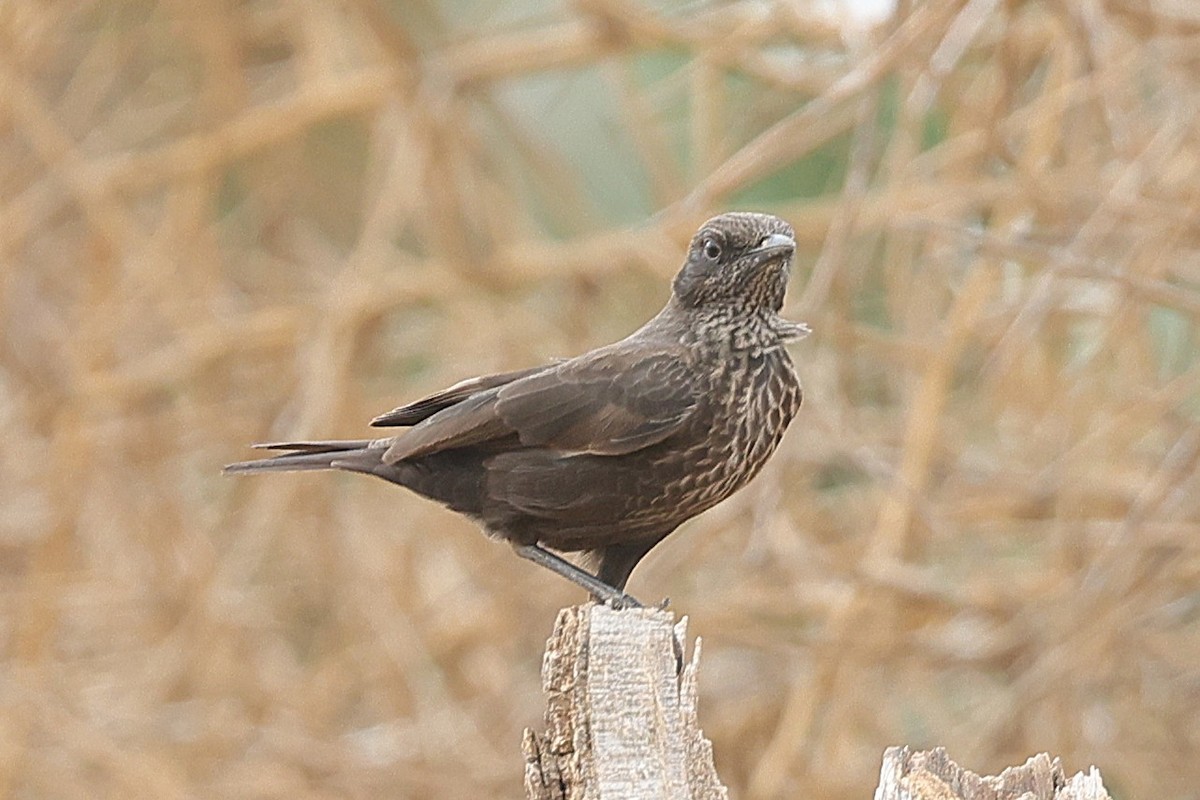 Northern Anteater-Chat - ML652411117