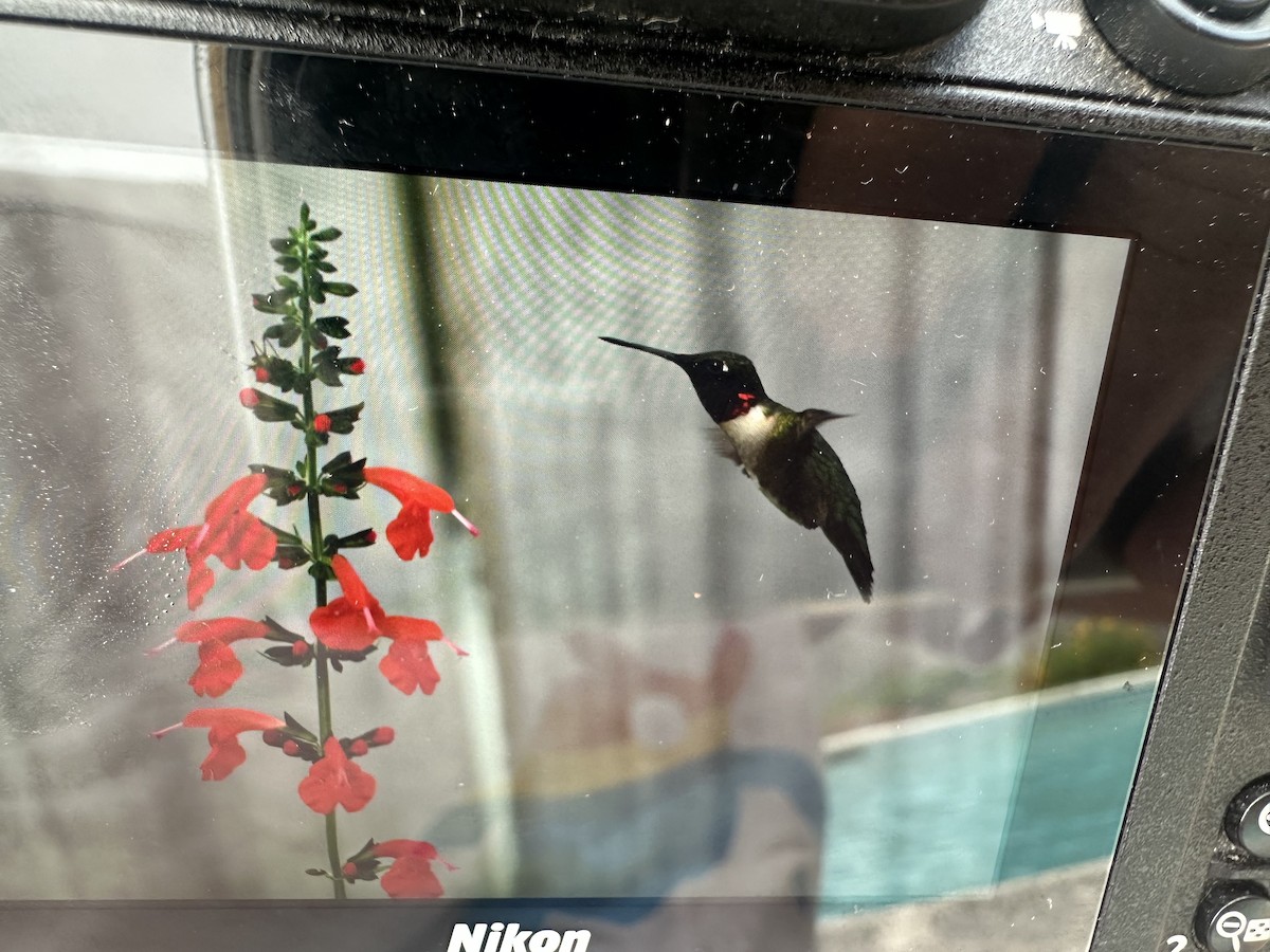 Ruby-throated Hummingbird - ML652411250