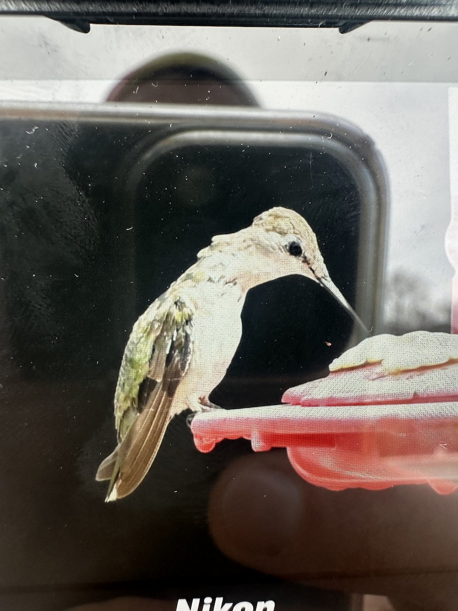 Ruby-throated/Black-chinned Hummingbird - ML652411265