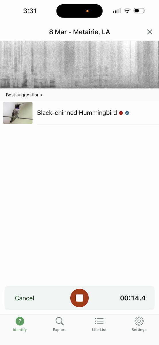 Ruby-throated/Black-chinned Hummingbird - ML652411266