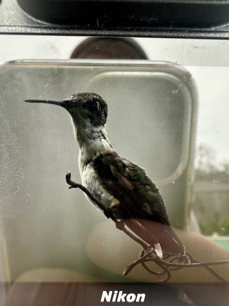Ruby-throated/Black-chinned Hummingbird - ML652411267