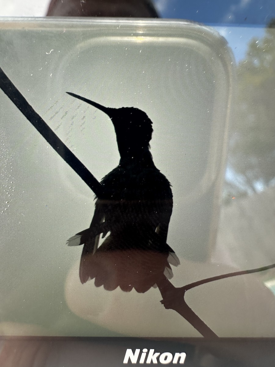 Ruby-throated/Black-chinned Hummingbird - ML652411268
