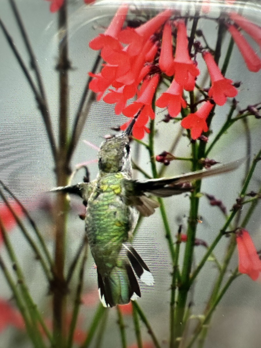 Ruby-throated/Black-chinned Hummingbird - ML652411270