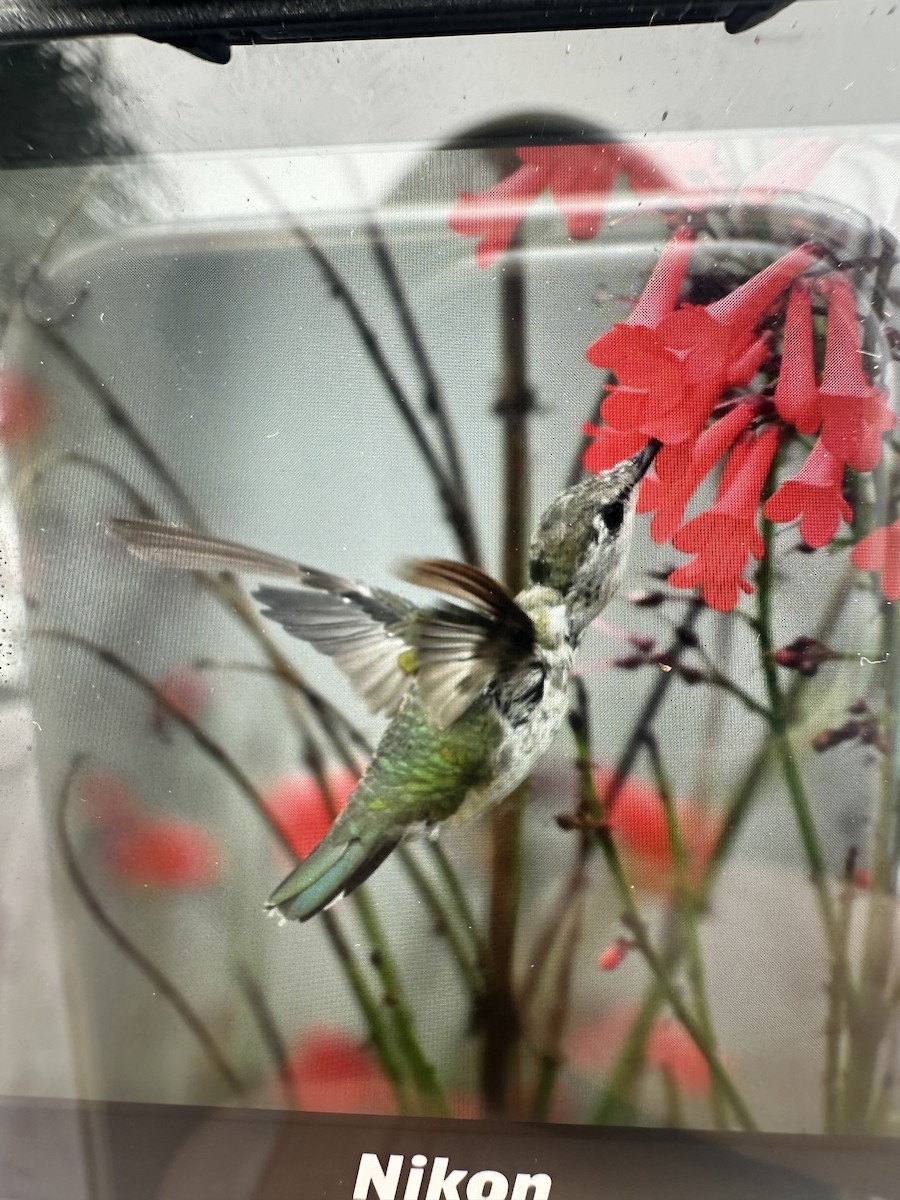 Ruby-throated/Black-chinned Hummingbird - ML652411271