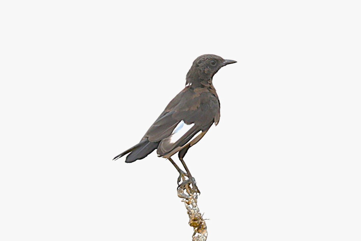 Northern Anteater-Chat - ML652411493