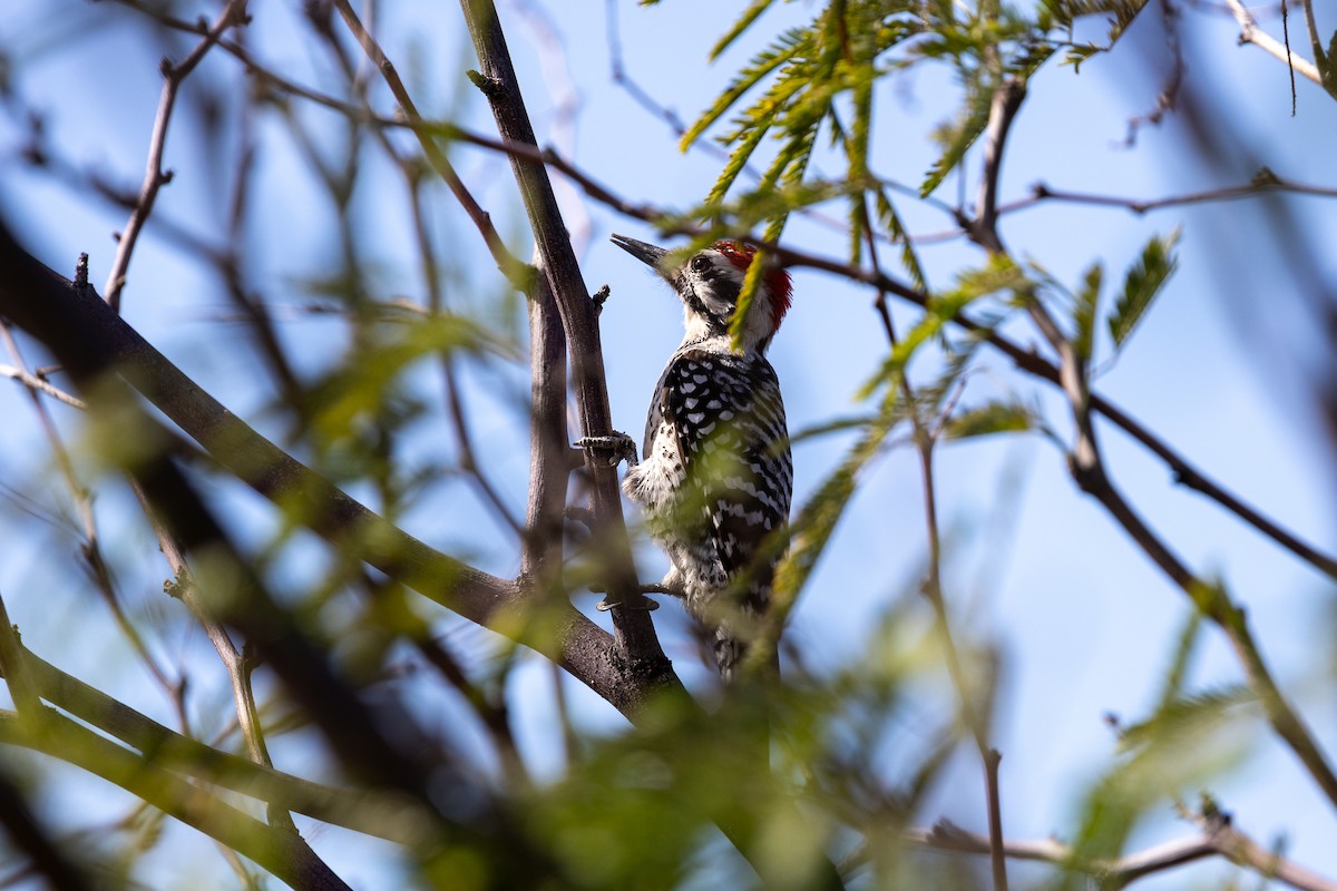 strakapoud proužkohřbetý - ML652411583