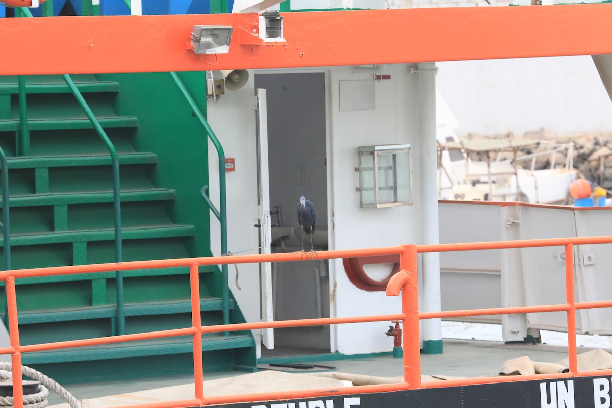 アフリカクロサギ - ML652412384