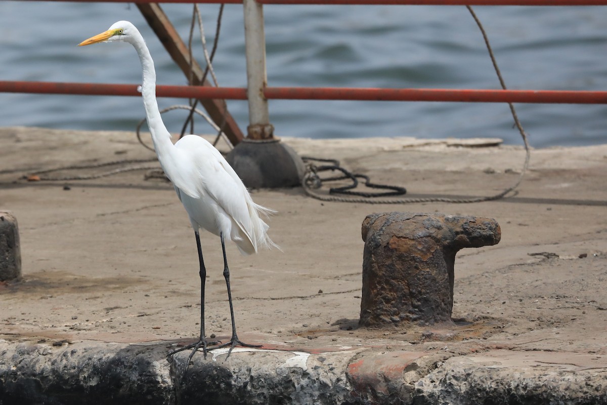 ダイサギ - ML652412409