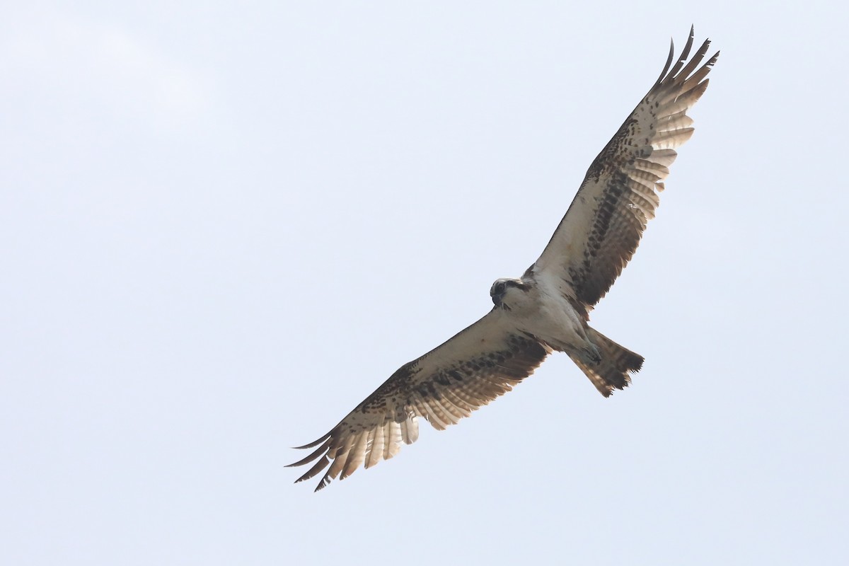 ミサゴ - ML652412427