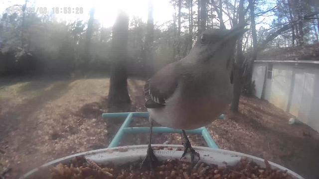 Northern Mockingbird - ML652412431