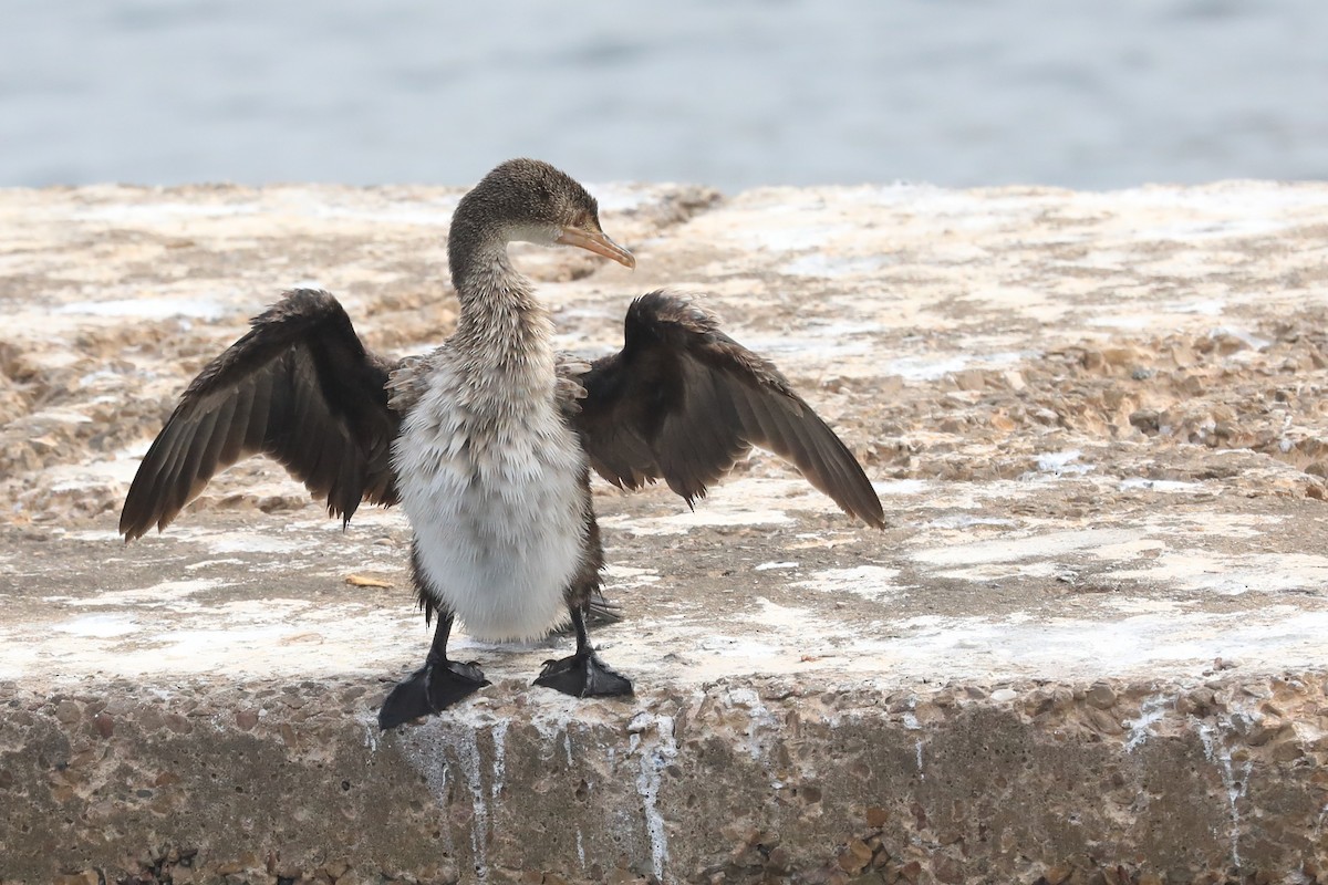 アフリカコビトウ - ML652412516
