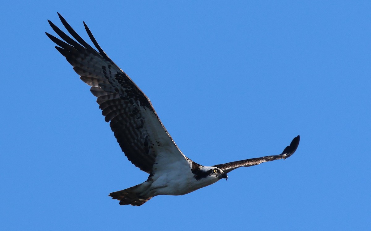 Águila Pescadora - ML652412528