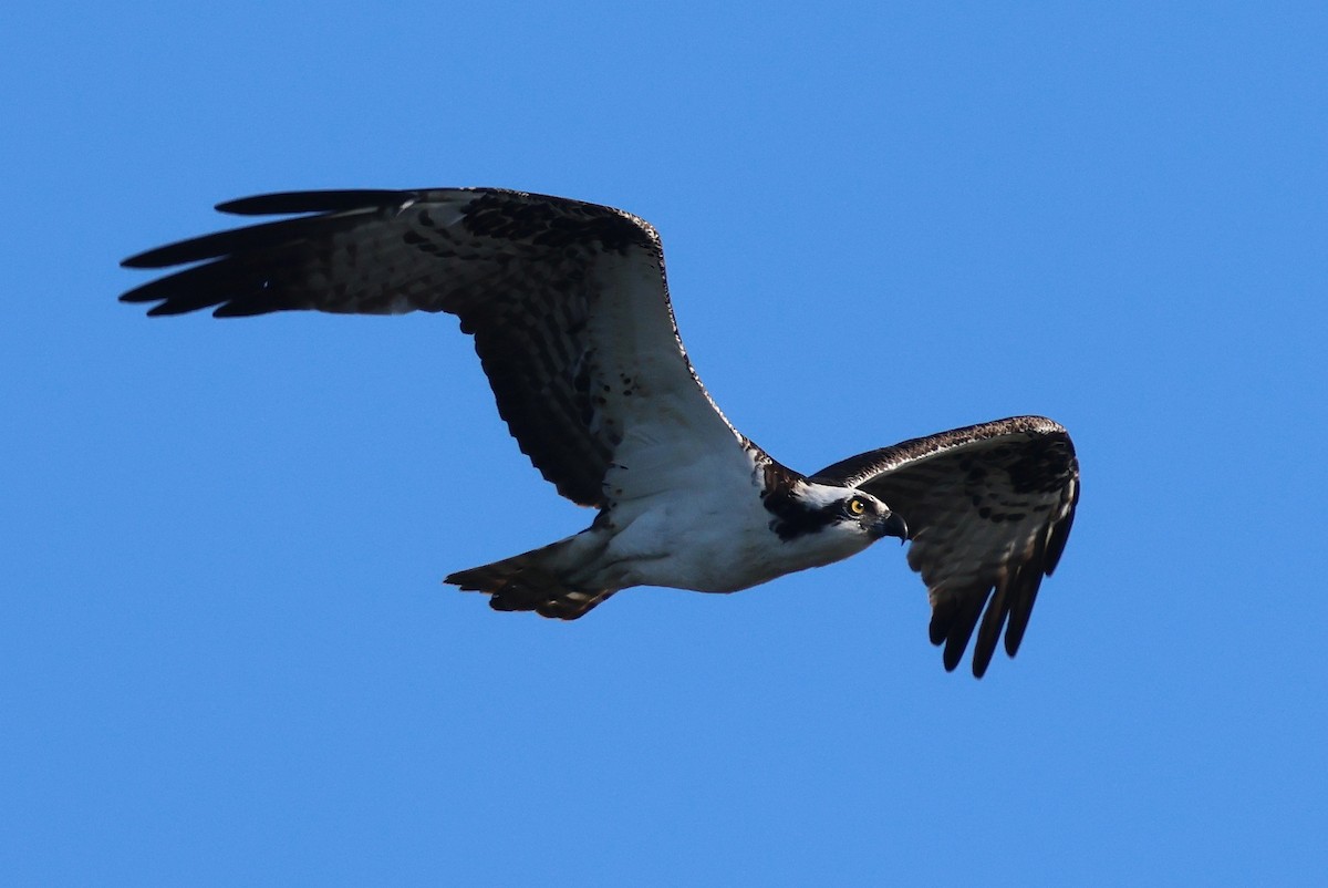 Águila Pescadora - ML652412529