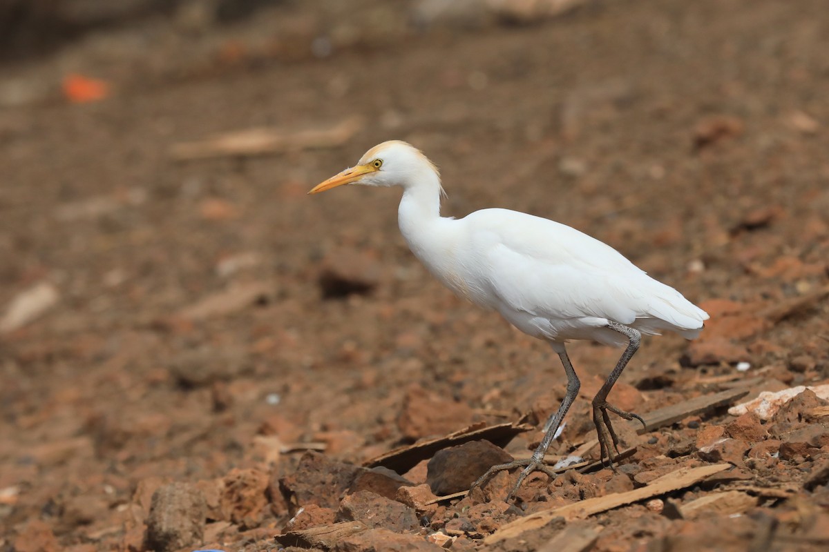 ニシアマサギ - ML652412546