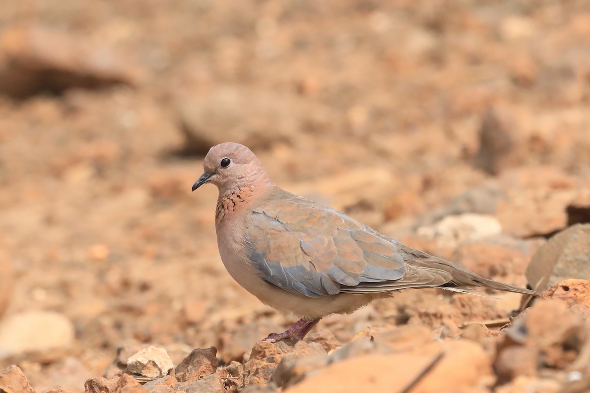 ワライバト - ML652412613