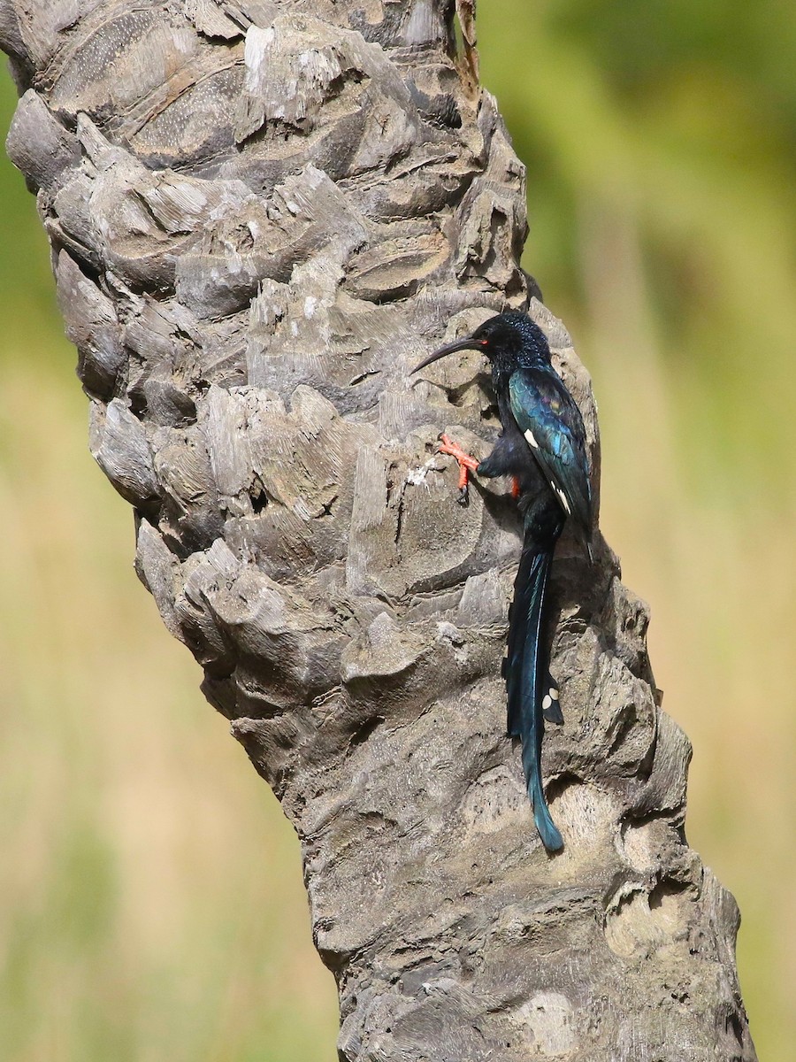 Green Woodhoopoe - ML652412637