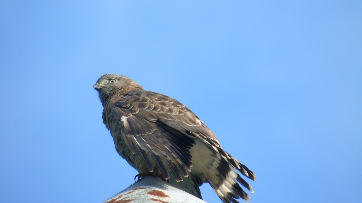 Busardo Aliancho - ML652412641