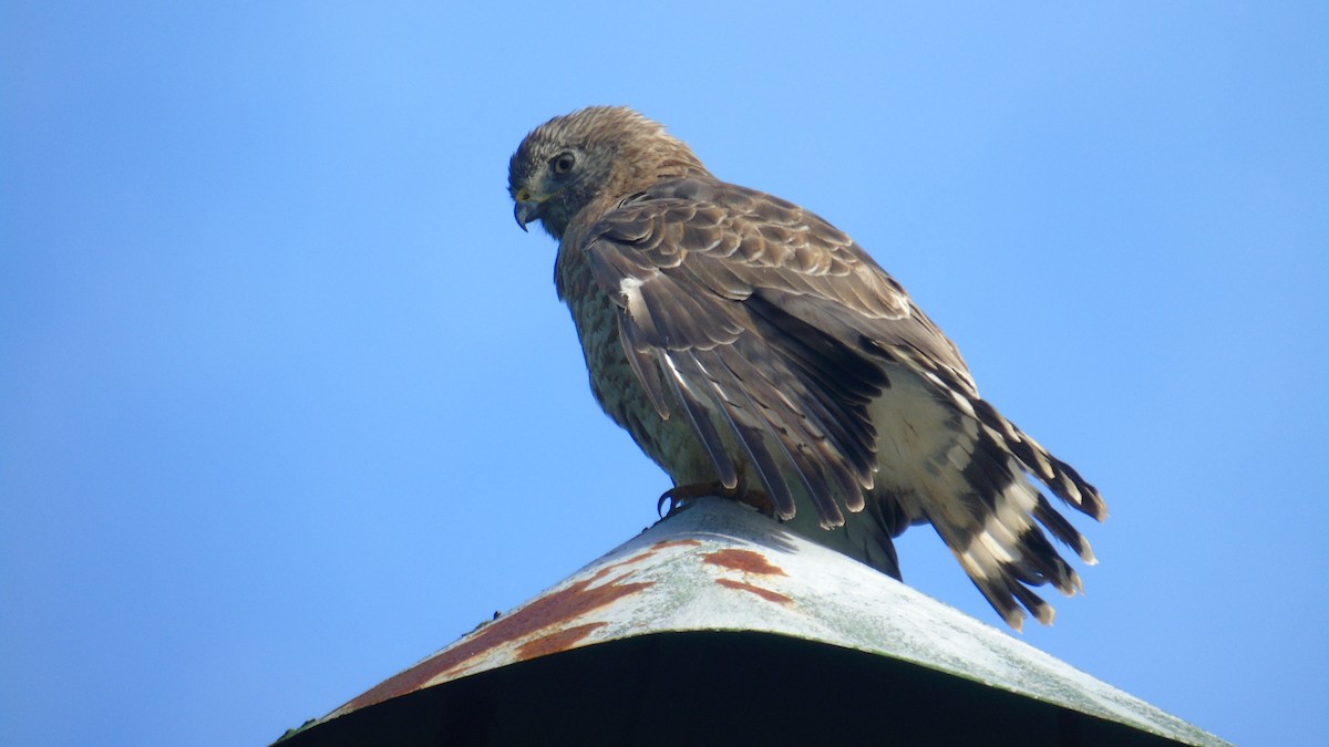 Busardo Aliancho - ML652412642