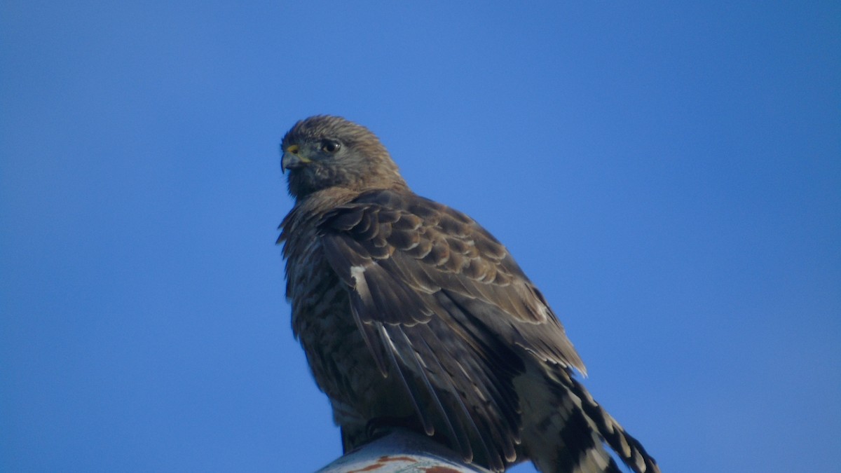 Busardo Aliancho - ML652412643