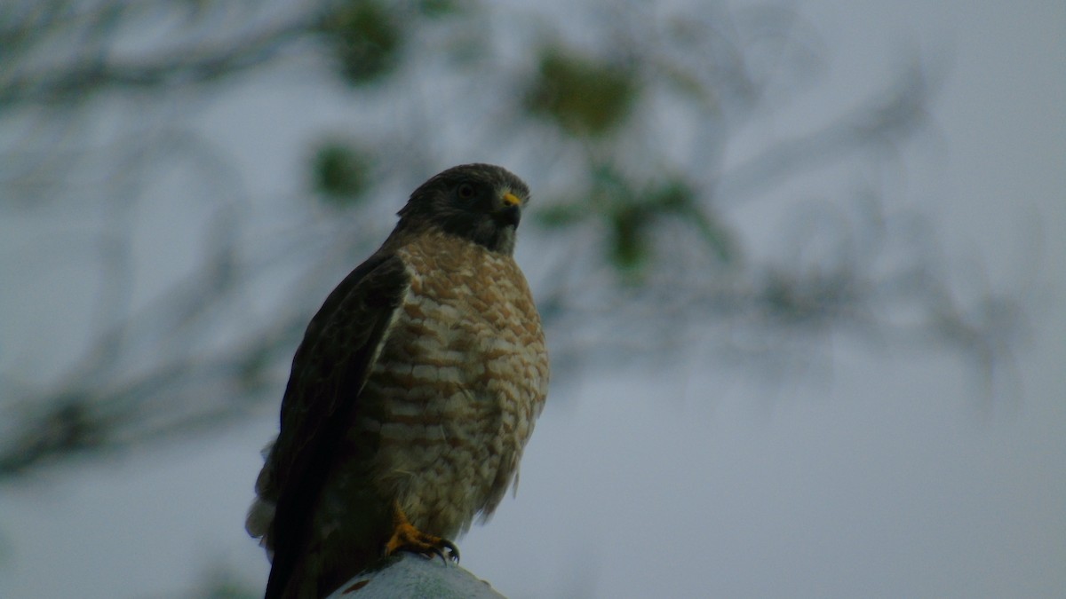 Busardo Aliancho - ML652412644