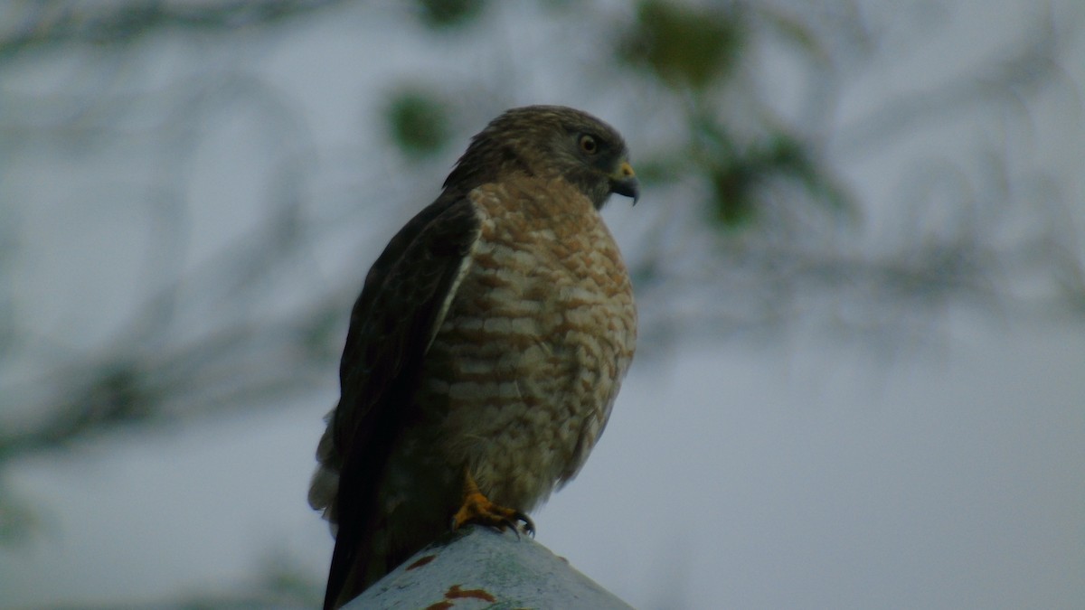 Busardo Aliancho - ML652412645