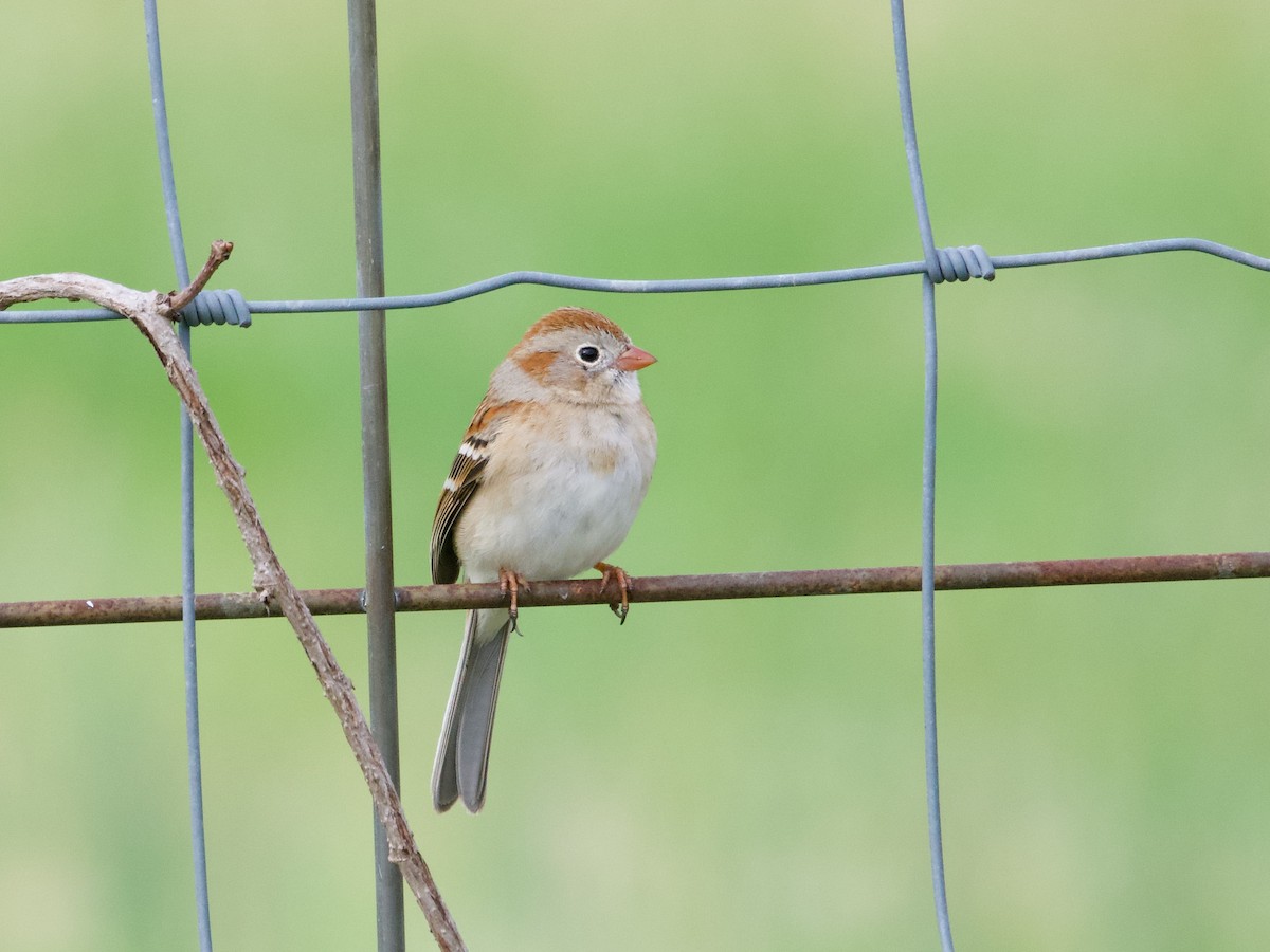 Field Sparrow - ML652412690