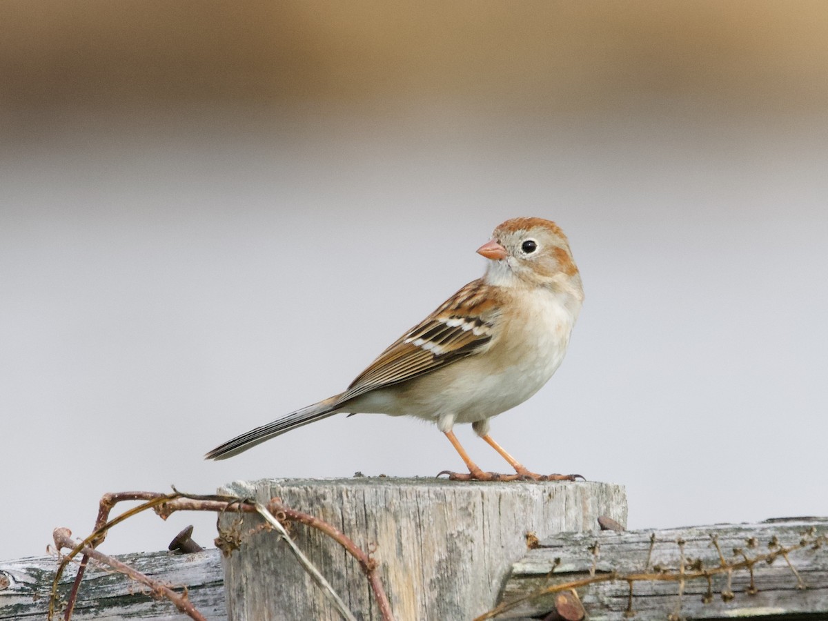 Field Sparrow - ML652412692