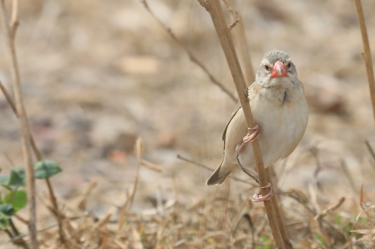 コウヨウチョウ - ML652413110