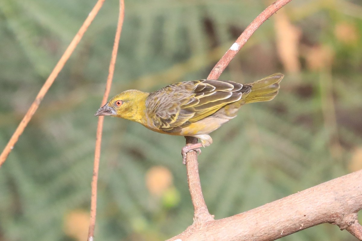 ズグロウロコハタオリ - ML652413127