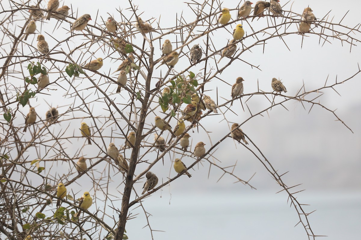 コガネスズメ - ML652413412