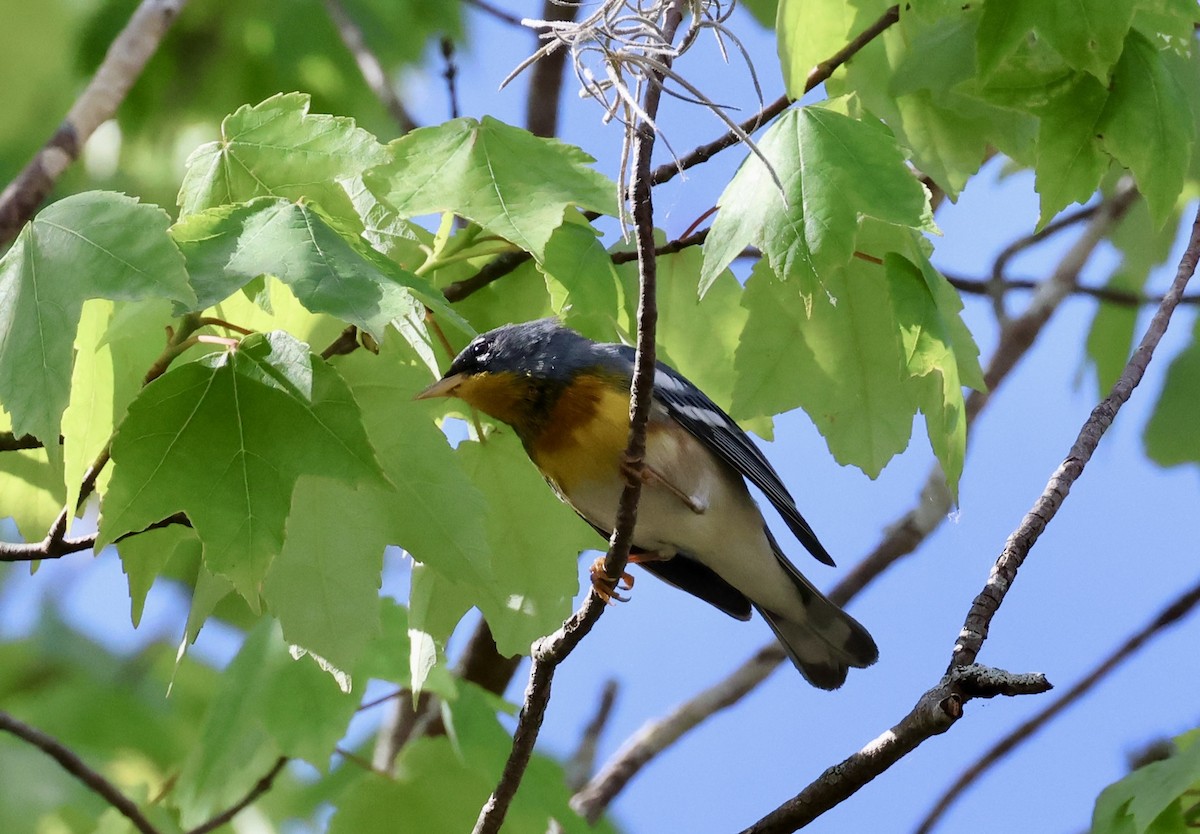 Northern Parula - ML652413419