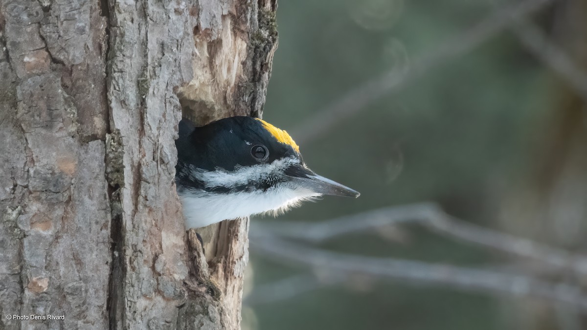 Schwarzrückenspecht - ML652413435