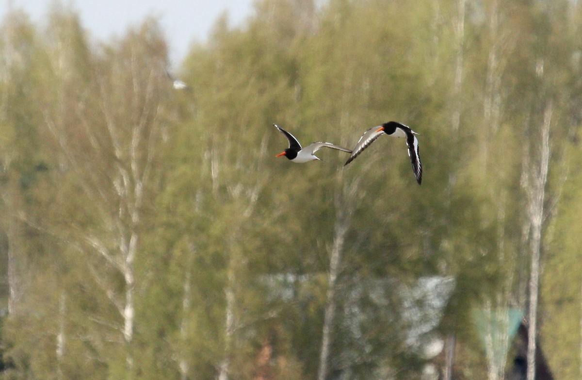 Eurasian Oystercatcher - ML65241351