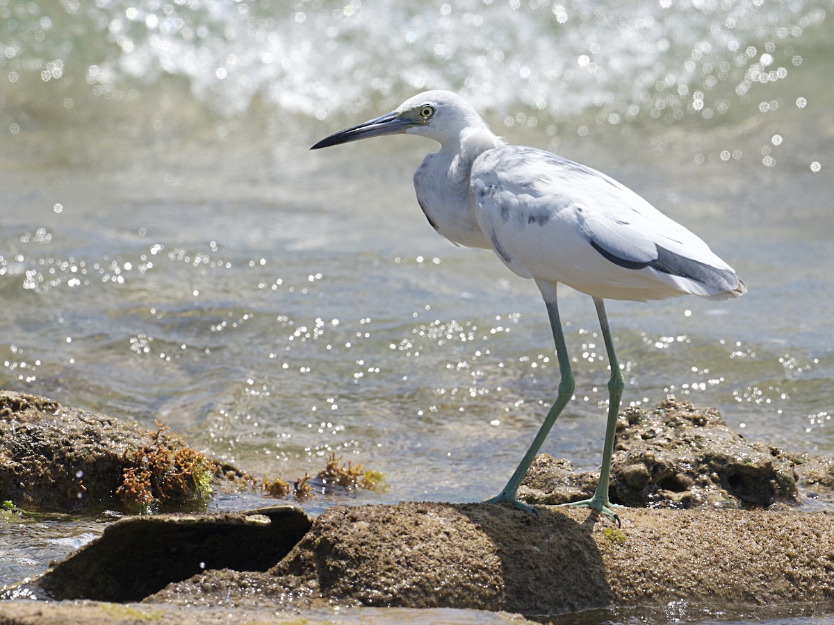 Little Blue Heron - ML652413598