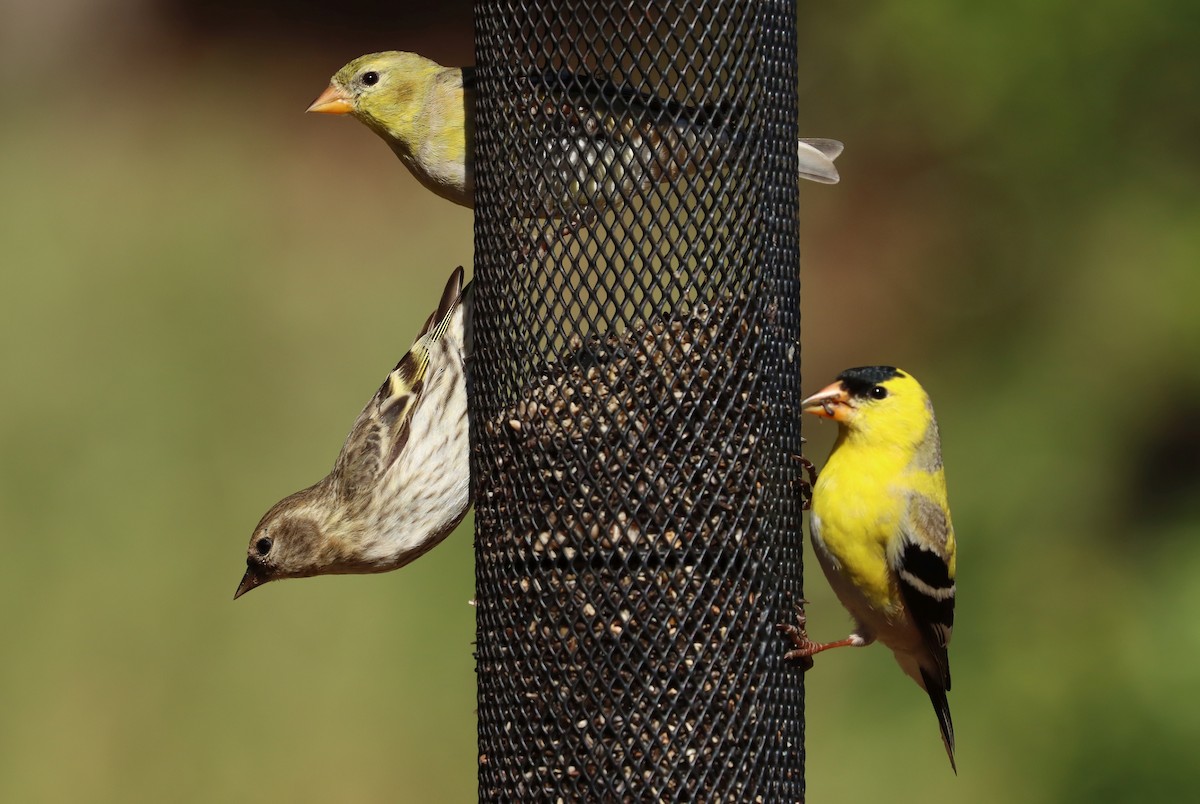 Jilguero Yanqui - ML652413739