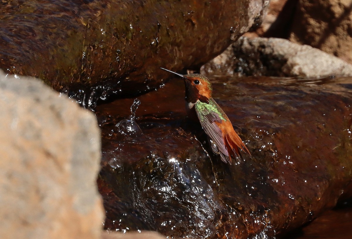 Colibrí de Allen - ML652413947