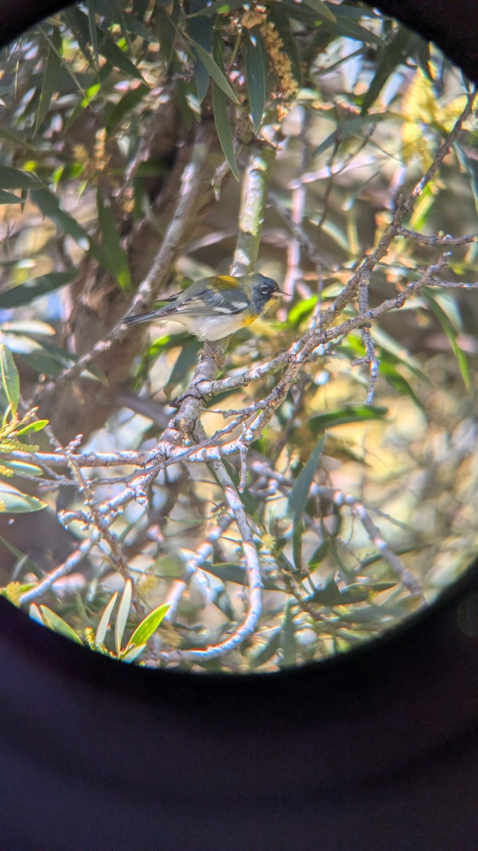 Northern Parula - ML652414199