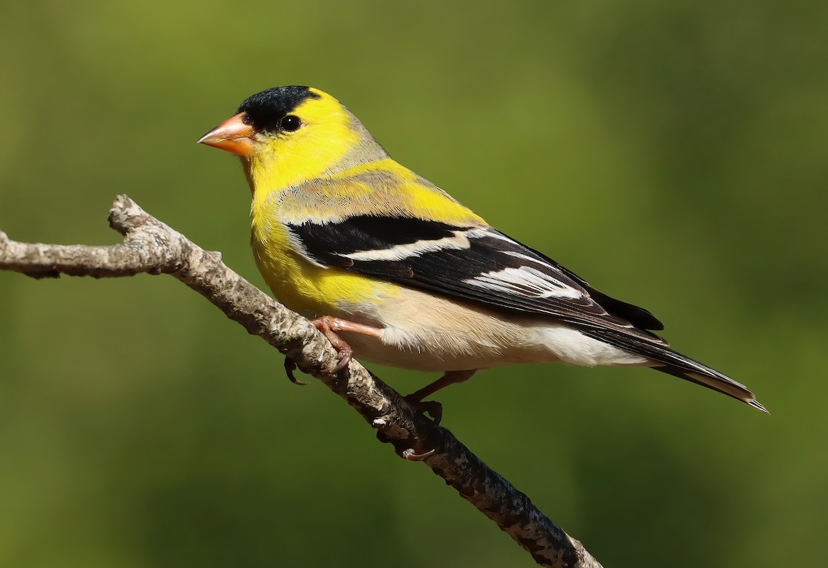 Jilguero Yanqui - ML652414217