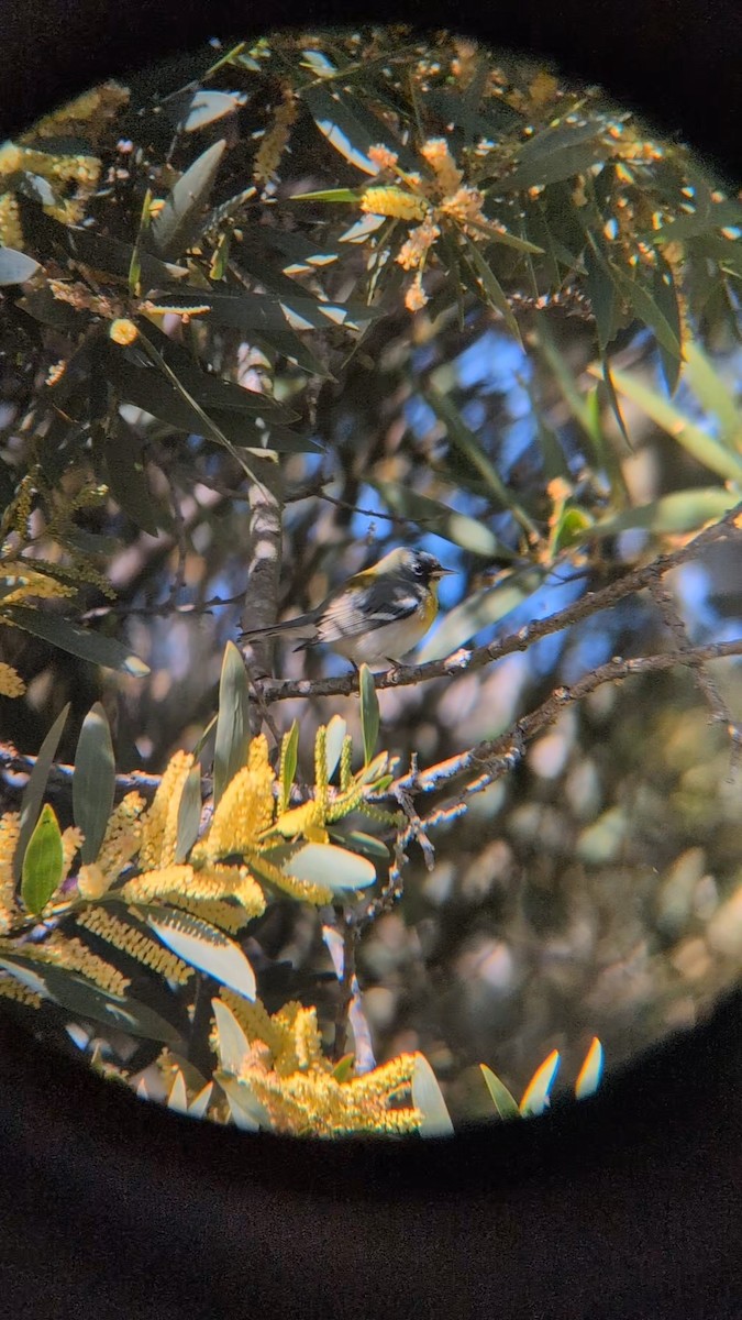 Northern Parula - ML652414218