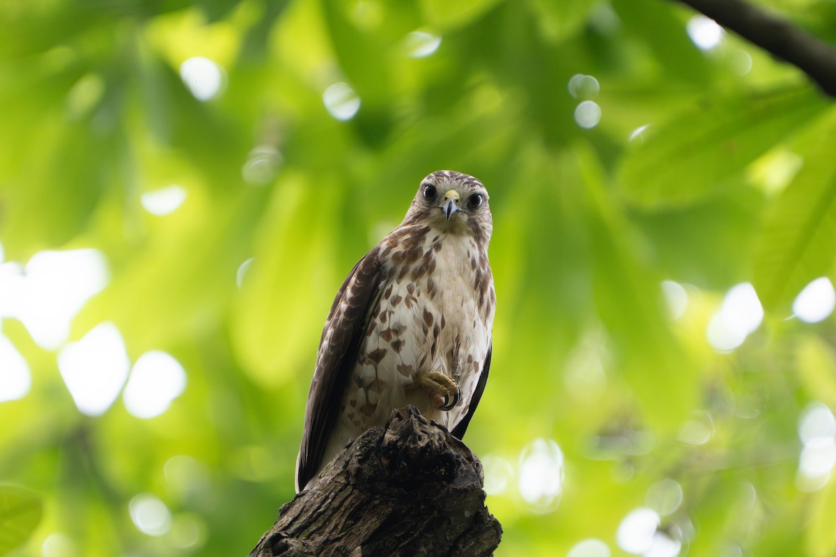 Busardo Aliancho - ML652414407