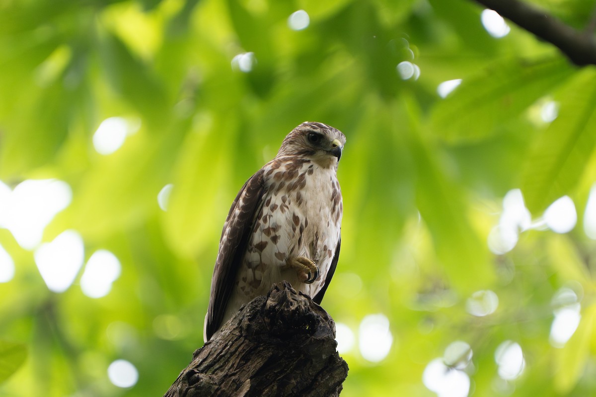 Busardo Aliancho - ML652414408